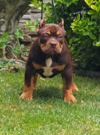 Neuznané plemená a krížence, AMERICKÝ PITBUL TERIÉR
