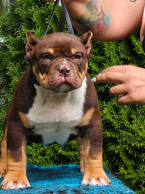 Neuznané plemená a krížence, AMERICKÝ PITBUL TERIÉR