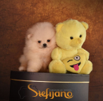 , Pomeranský špic BOO šteniatka