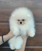 , Pomeranian – krásne a rozkošné šteniatka