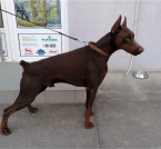 Pinče, bradáče, molosoidy a švajčiarske salašnícke psy, DOBERMAN