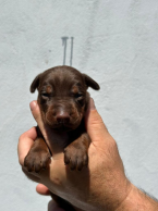 Pinče, bradáče, molosoidy a švajčiarske salašnícke psy, DOBERMAN