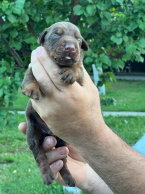 Pinče, bradáče, molosoidy a švajčiarske salašnícke psy, DOBERMAN