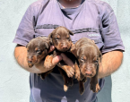 Pinče, bradáče, molosoidy a švajčiarske salašnícke psy, DOBERMAN