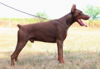 Pinče, bradáče, molosoidy a švajčiarske salašnícke psy, DOBERMAN