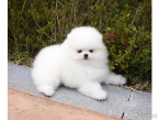 , Německý špic. Mini pomeranian bez PP.