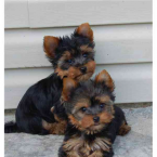 , Yorkshire terrier bez PP