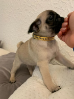 , Mops štěňata bez PP