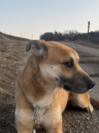 Neuznané plemená a krížence, AMERICKÝ PITBUL TERIÉR