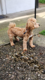 , Maltipoo – krásne šteniatka na predaj