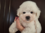 , Bichon Frisé šteniatka