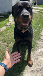 , Rotvajler, Rottweiler krytie