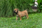 Neuznané plemená a krížence, BOERBOEL