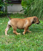 Neuznané plemená a krížence, BOERBOEL