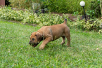 Neuznané plemená a krížence, BOERBOEL