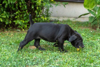 Neuznané plemená a krížence, BOERBOEL