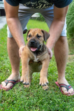 , Južnoafrický mastif – Boerboel šteniatka