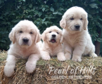 , Zlatý retriever – Krásne šteniatka