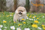 , Pomeranský špic BOO šteniatka