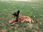 , Belgický ovčiaka- Malinois