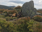 , Belgický ovčiaka- Malinois