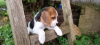 , Bígl, bígel, beagle