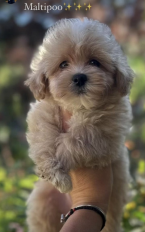 , Maltipoo šteniatka špičkovej genetiky