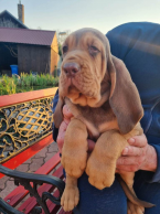 , bloodhound