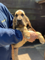 Duriče, farbiare a príbuzné plemená, BLOODHOUND