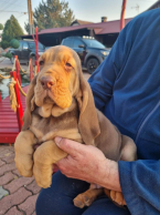 Duriče, farbiare a príbuzné plemená, BLOODHOUND