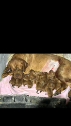 , Dogue de Bordeaux Bordó doga šteniatka