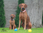 Duriče, farbiare a príbuzné plemená, RODÉZSKY RIDGEBACK