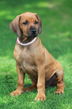 Duriče, farbiare a príbuzné plemená, RODÉZSKY RIDGEBACK