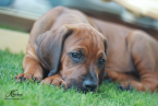 Duriče, farbiare a príbuzné plemená, RODÉZSKY RIDGEBACK