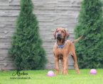 Duriče, farbiare a príbuzné plemená, RODÉZSKY RIDGEBACK
