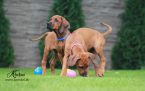 , Rhodesian Ridgeback