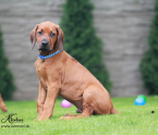 Duriče, farbiare a príbuzné plemená, RODÉZSKY RIDGEBACK