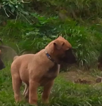 Ovčiaky a pastierske psy, BELGICKÝ OVČIAK