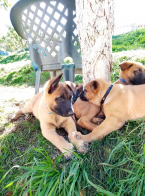 Ovčiaky a pastierske psy, BELGICKÝ OVČIAK