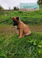 Ovčiaky a pastierske psy, BELGICKÝ OVČIAK