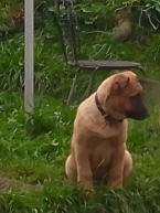 Ovčiaky a pastierske psy, BELGICKÝ OVČIAK