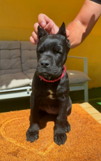 Pinče, bradáče, molosoidy a švajčiarske salašnícke psy, CANE CORSO