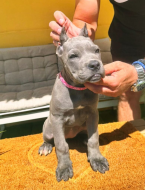Pinče, bradáče, molosoidy a švajčiarske salašnícke psy, CANE CORSO