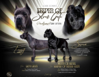 , Cane Corso krásne šteniatka