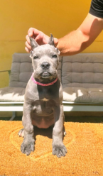 Pinče, bradáče, molosoidy a švajčiarske salašnícke psy, CANE CORSO