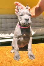 Pinče, bradáče, molosoidy a švajčiarske salašnícke psy, CANE CORSO