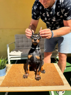Pinče, bradáče, molosoidy a švajčiarske salašnícke psy, DOBERMAN