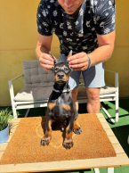 Pinče, bradáče, molosoidy a švajčiarske salašnícke psy, DOBERMAN