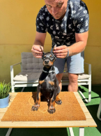 , Doberman šteniatka na predaj