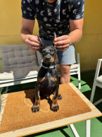 Pinče, bradáče, molosoidy a švajčiarske salašnícke psy, DOBERMAN